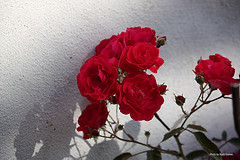 roses1